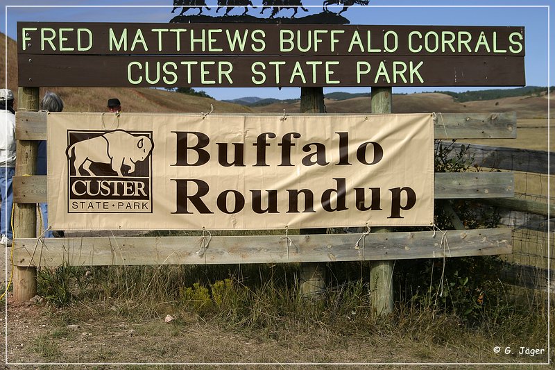 custer_buffalo_roundup_001.jpg