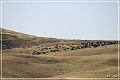 custer_buffalo_roundup_004