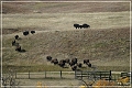 custer_buffalo_roundup_015