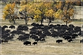 custer_buffalo_roundup_034