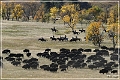 custer_buffalo_roundup_035