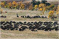 custer_buffalo_roundup_038