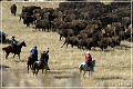 custer_buffalo_roundup_060