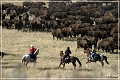 custer_buffalo_roundup_061
