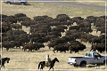 custer_buffalo_roundup_062
