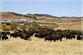 custer_buffalo_roundup_074