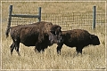 custer_buffalo_roundup_078
