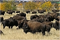 custer_buffalo_roundup_079