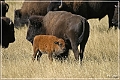 custer_buffalo_roundup_084