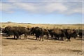custer_buffalo_roundup_089