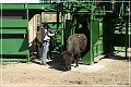 custer_buffalo_roundup_129