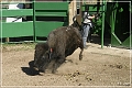 custer_buffalo_roundup_130
