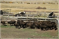 custer_buffalo_roundup_131