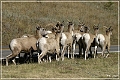 bighorn_sheep_sd_02