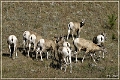 bighorn_sheep_sd_03