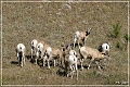 bighorn_sheep_sd_04
