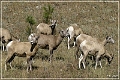 bighorn_sheep_sd_05