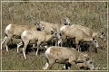 bighorn_sheep_sd_06