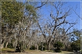 Tallahassee_Canopy_01