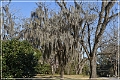 Tallahassee_Canopy_02