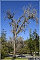 Tallahassee_Canopy_03