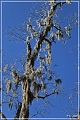 Tallahassee_Canopy_04