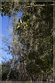 Tallahassee_Canopy_05