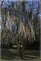 Tallahassee_Canopy_06