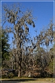 Tallahassee_Canopy_07