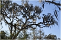 Tallahassee_Canopy_08