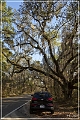 Tallahassee_Canopy_12