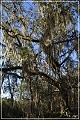 Tallahassee_Canopy_13