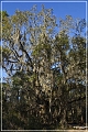 Tallahassee_Canopy_14