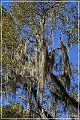 Tallahassee_Canopy_15