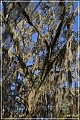 Tallahassee_Canopy_16