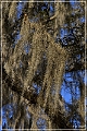 Tallahassee_Canopy_17
