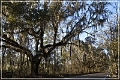 Tallahassee_Canopy_18