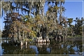 lake_martin_swamp_tour_29