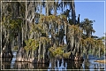 lake_martin_swamp_tour_42
