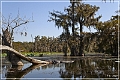 lake_martin_swamp_tour_43