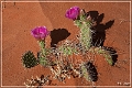 red_point_mesa_2009_03
