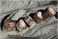 petrified_forest_nm