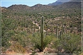 saguaro_np