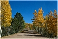 gold_camp_road_08