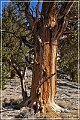 ancient_bristlecone_pine_forest_12