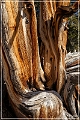 ancient_bristlecone_pine_forest_26