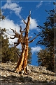 ancient_bristlecone_pine_forest_33