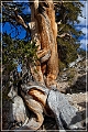 ancient_bristlecone_pine_forest_36