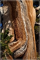 ancient_bristlecone_pine_forest_37