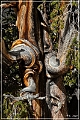 ancient_bristlecone_pine_forest_39